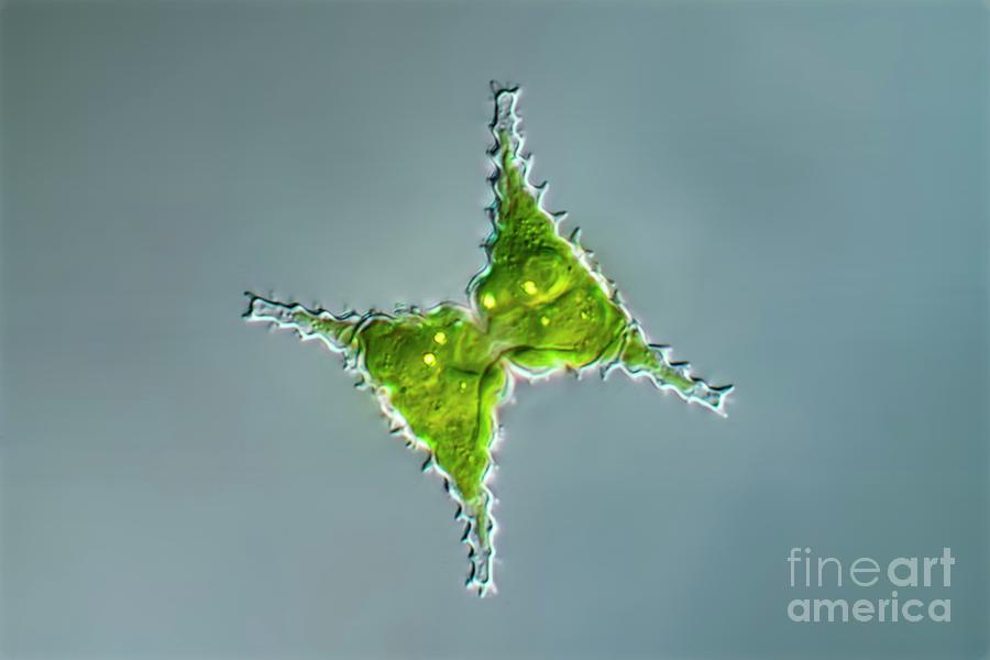 Staurastrum Green Algae #2 Photograph by Frank Fox/science Photo Library