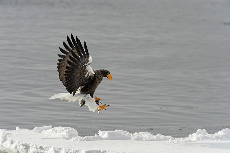 Steller's Sea Eagle (haliaeetus Photograph by David Courtenay - Fine ...