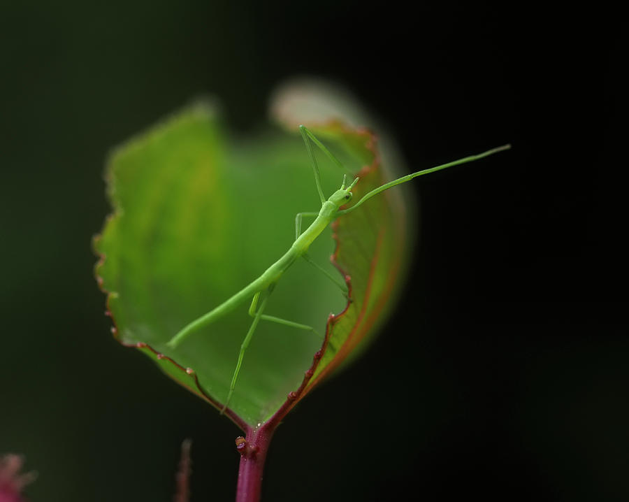 Stick Bug On Apricot Leaf #2 Photograph by Rubén Duro Perez