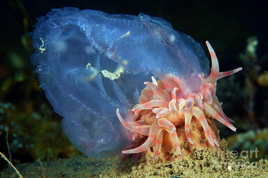 Nature Photograph - Stomphia Sea Anemone Feeding On A Jellyfish #2 by Alexander Semenov/science Photo Library