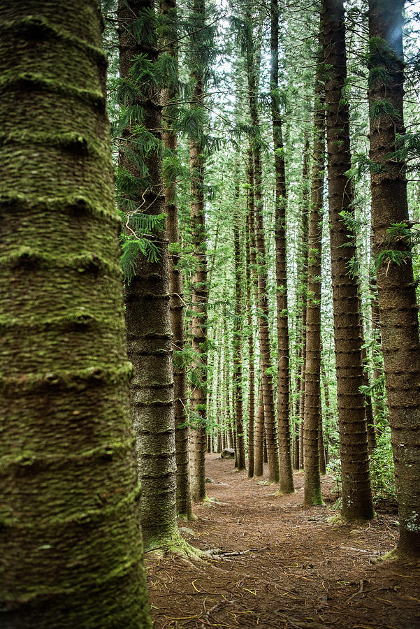 Straight Tall Trees On Kuilau Ridge Trail, Kauai, Hawaii Digital Art by