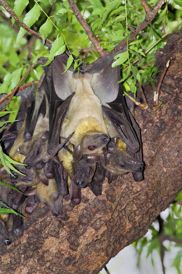 Nature Photograph - Straw-colored Fruit Bats #2 by Ivan Kuzmin