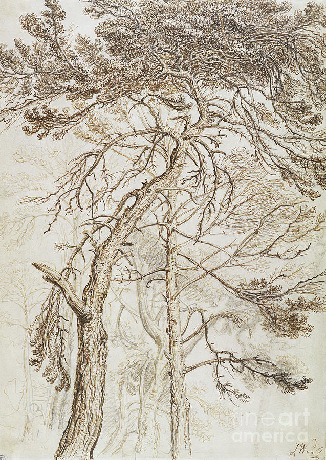 Study Of Trees Drawing by James Ward