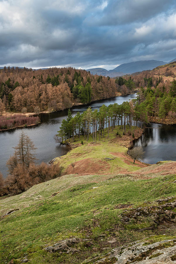 Tree Photograph - Stunning evening landscape image of Tarn Hows in UK Lake Distric #2 by Matthew Gibson