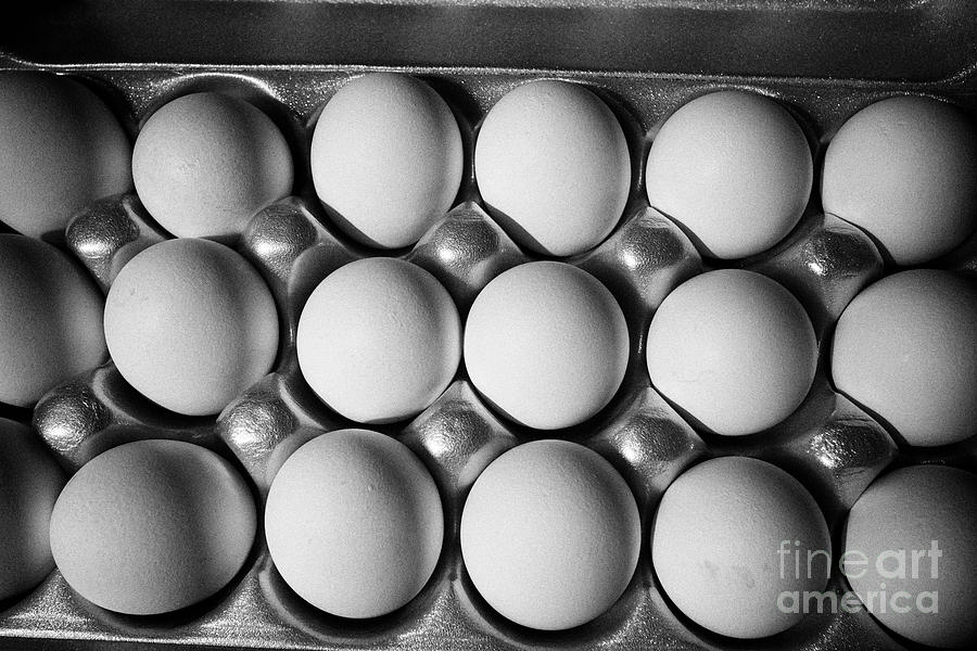Egg Photograph - styrofoam box of white eggs in the USA United States of America #2 by Joe Fox
