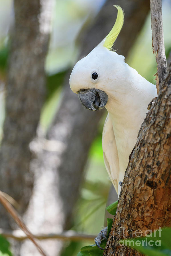 Cockatoo Photograph - Sulphur-crested Cockatoo #2 by Dr P. Marazzi/science Photo Library