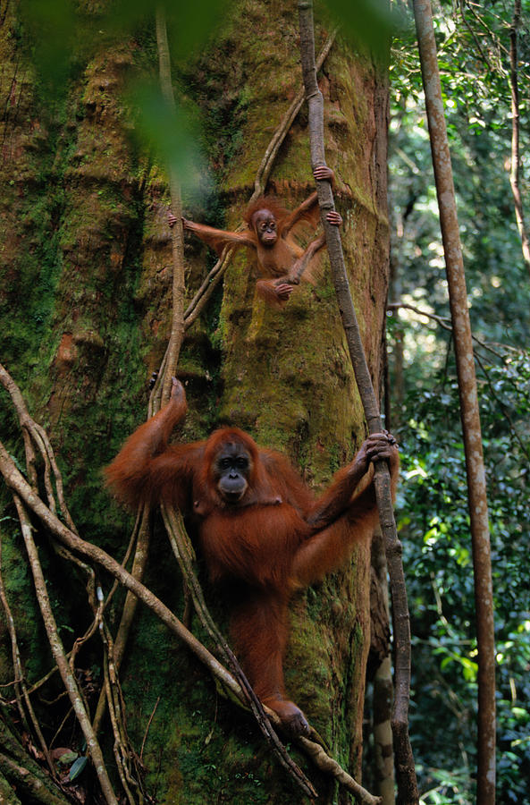 Sumatran Orangutan Pongo Pongo Abelii #2 Photograph by Art Wolfe