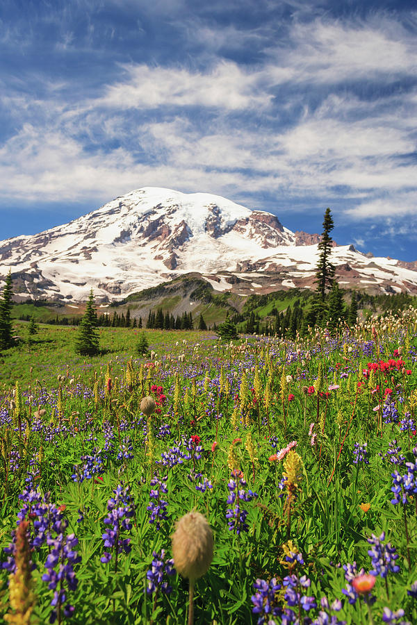 Mount Rainier National Park Digital Art - Summer Alpine Wild Flower Meadow, Mount Rainier National Park, Washington, Usa #2 by Stuart Westmorland