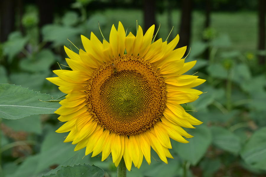 Sunflower Pyrography by Brian Baggett | Fine Art America