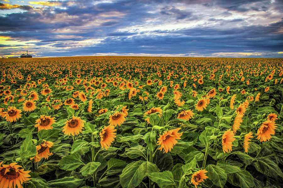 Sunflower Farm #2 Photograph by Juli Ellen