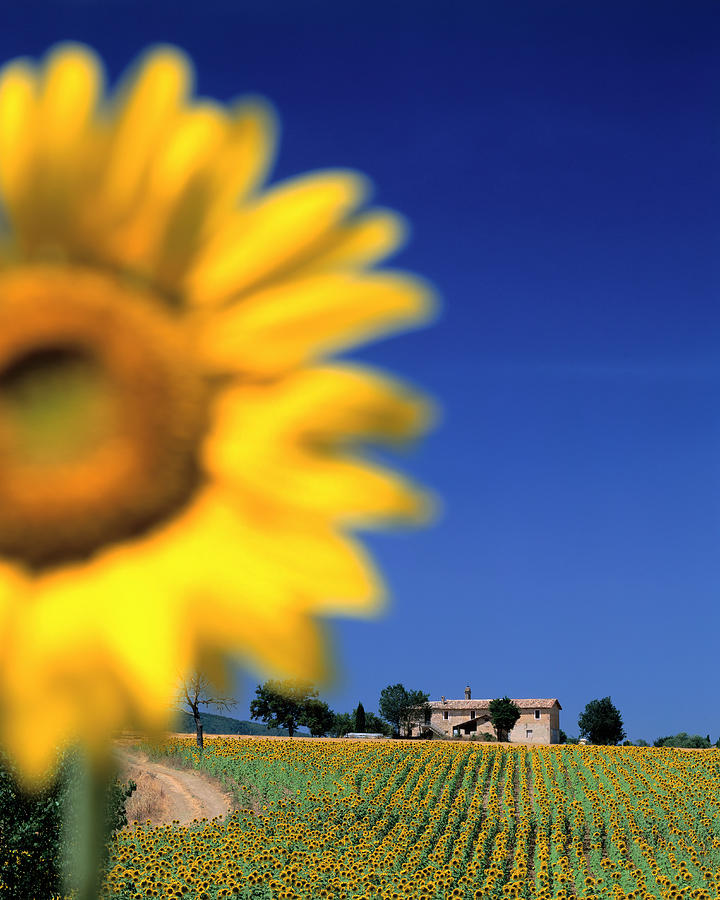 Nature Digital Art - Sunflower Field #2 by Giovanni Simeone