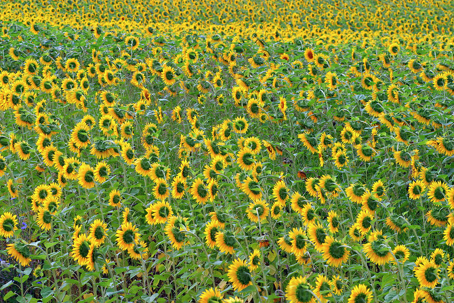 Sunflower field #2 Photograph by Seeables Visual Arts