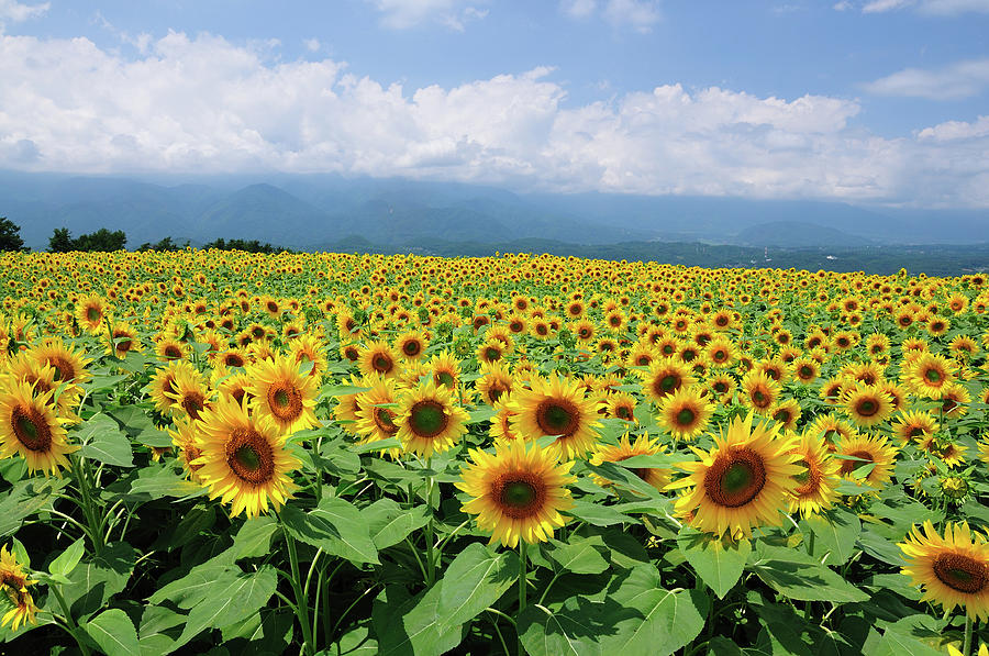 Sunflower Field #2 Photograph by Takeshi.k