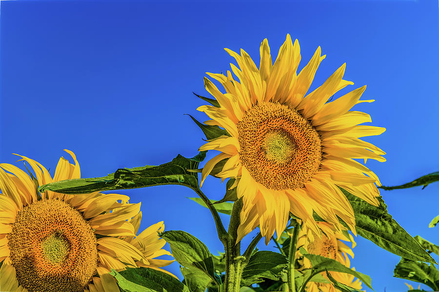 Sunflower Fields #2 Photograph by Vivida Photo PC