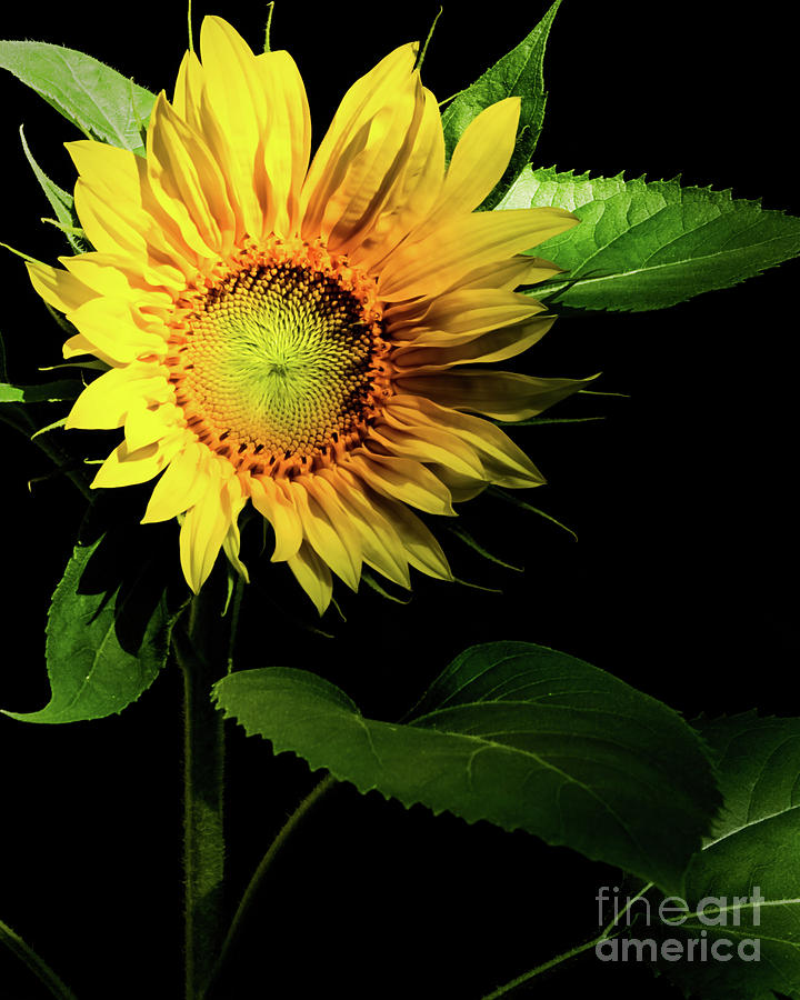 Sunflower #2 Photograph by Mellissa Ray
