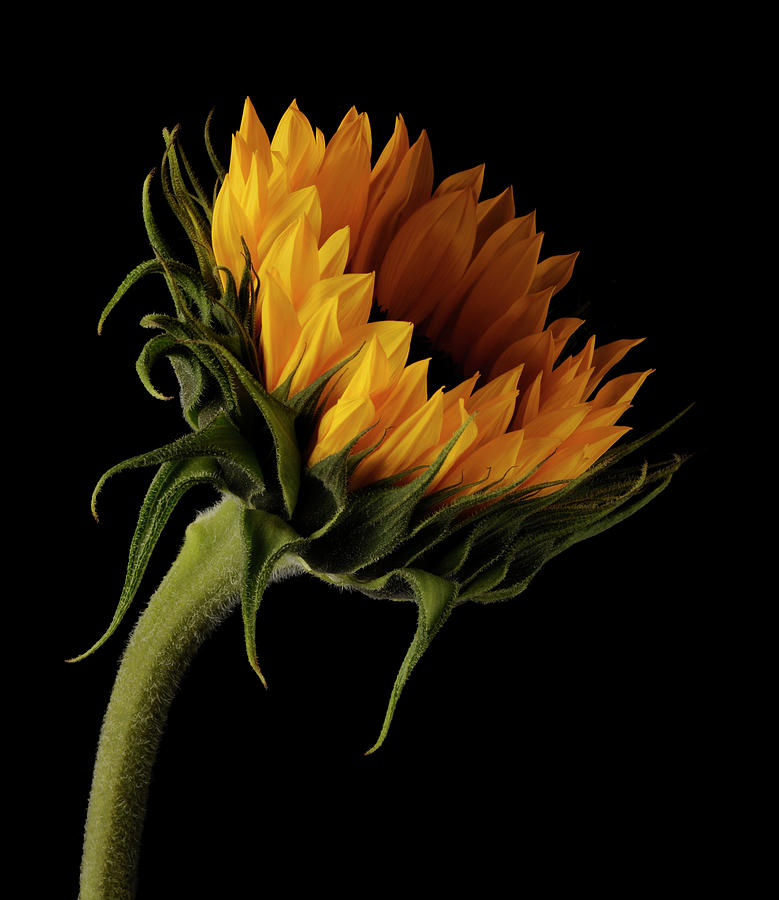 Sunflower On Black Background Photograph by William Turner Sunflower On Black Background Photograph by William Turner