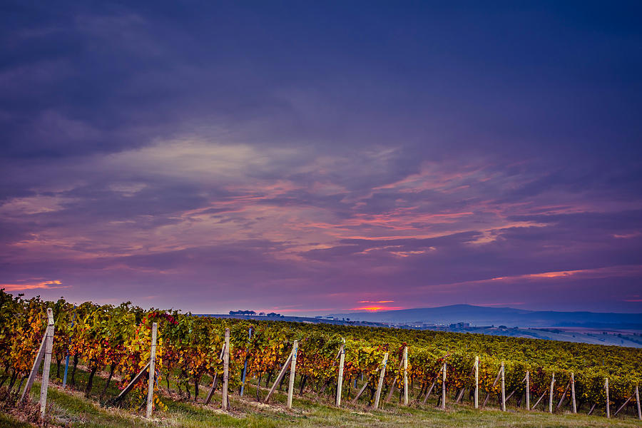 Sunrise Over The Vineyards Of South Moravia Photograph