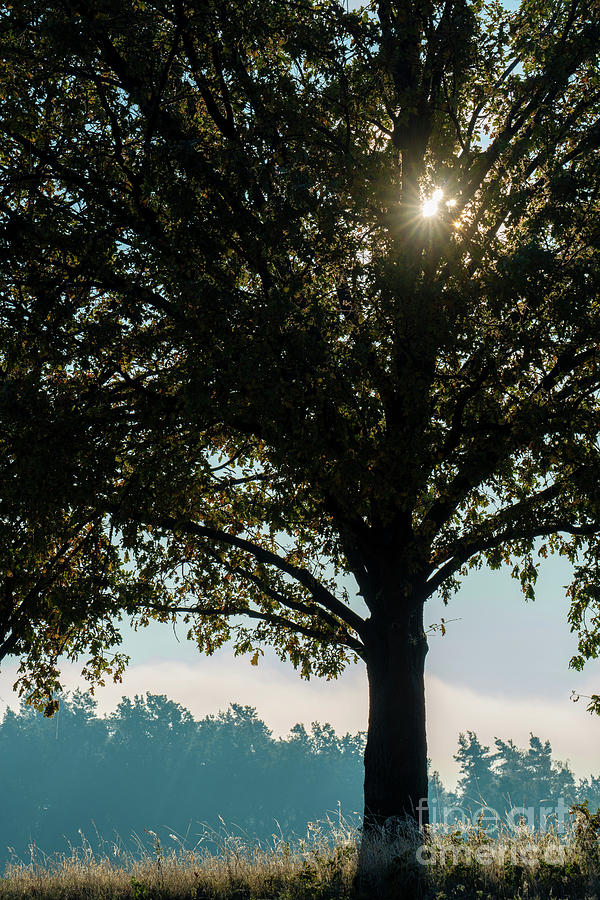 Sunrise Through A Tree #2 Photograph by Science Photo Library Sunrise Through A Tree #2 Photograph by Science Photo Library