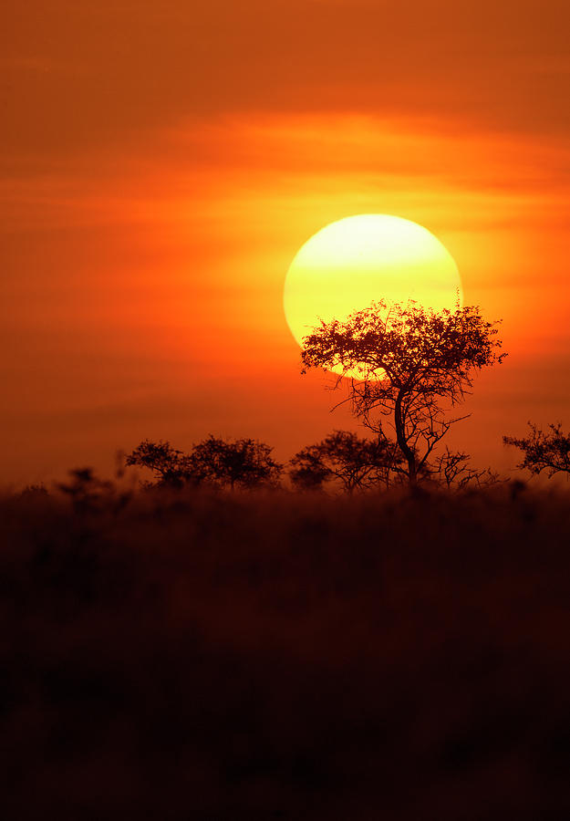 Sunset After A Safari-day In East Africa #2 Photograph by Guenterguni