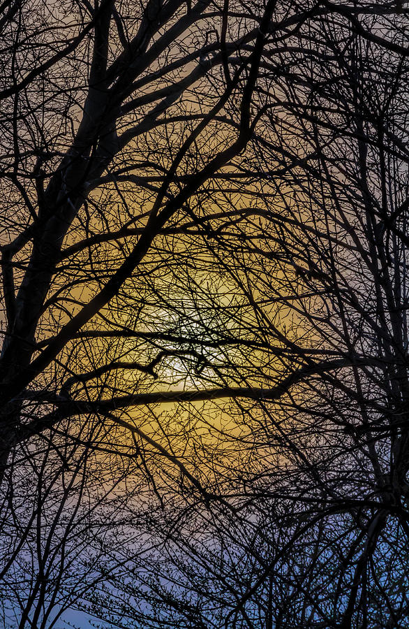 Sunset Sky and Trees #2 Photograph by Robert Ullmann