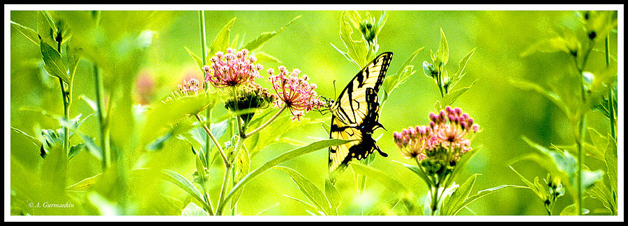 Swallowtail Butterfly #2 Photograph by A Macarthur Gurmankin