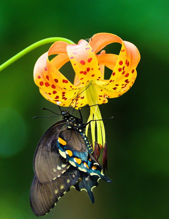Swallowtail On Turks Cap #2 Photograph by Donald Brown
