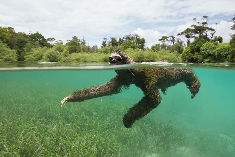 Swimming Pygmy Three Toed Sloth #2 Photograph by Suzi Eszterhas