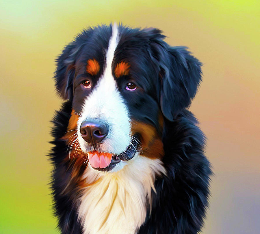 Swiss Mountain Dog by Dave Byrne Swiss Mountain Dog by Dave Byrne
