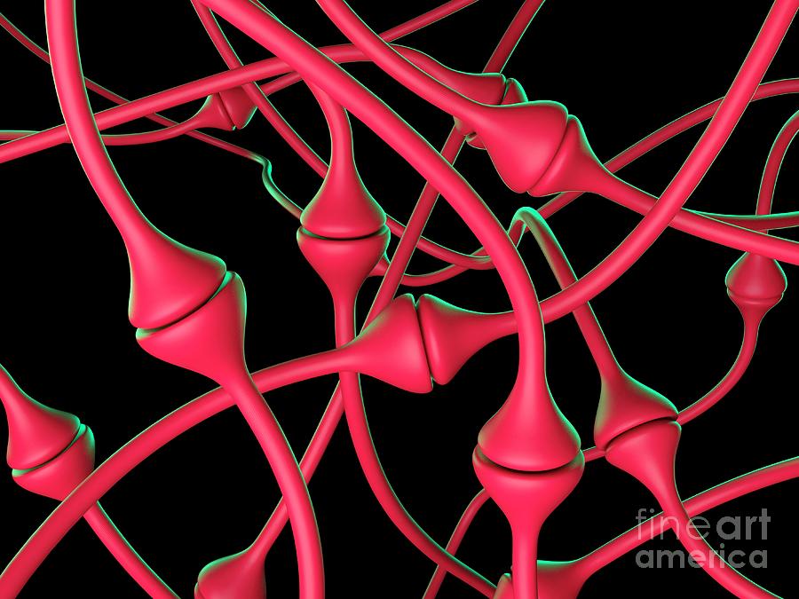 Synapses Photograph by Laguna Design/science Photo Library - Pixels