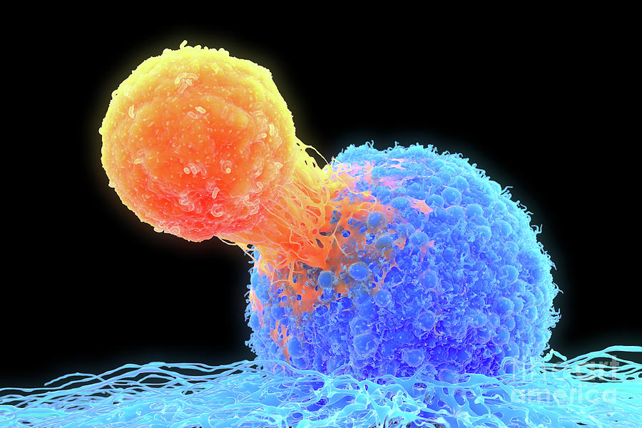 T-cell Attaching To Cancer Cell #2 Photograph by Roger Harris/science Photo Library