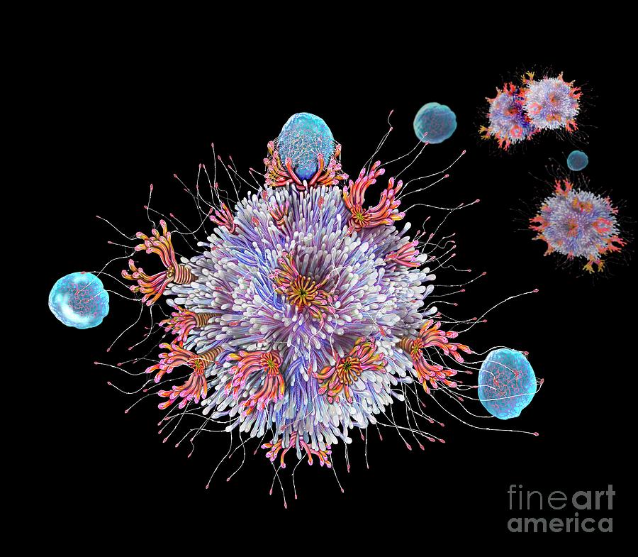 T Cell Binding Antigen #2 Photograph by Keith Chambers/science Photo Library