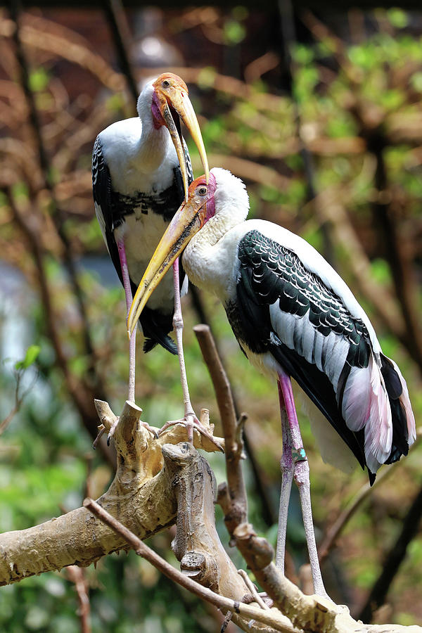 Painted Storks Photograph by Doolittle Photography and Art