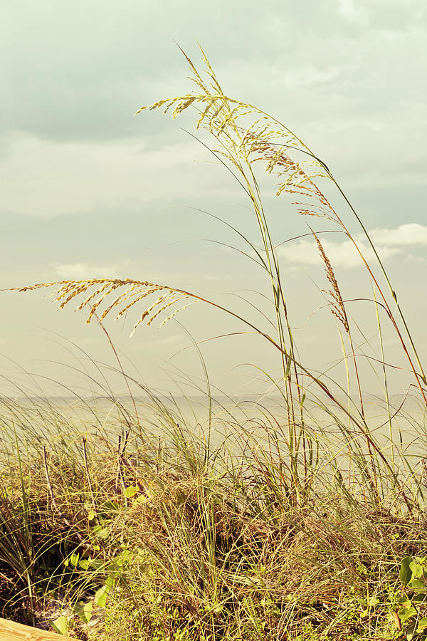 Tall Tropical Grass By The Ocean #2 Digital Art by Laura Diez
