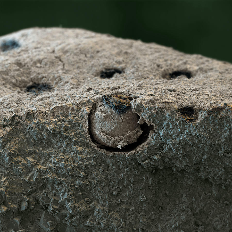 Tar Lichen #2 Photograph by Meckes/ottawa