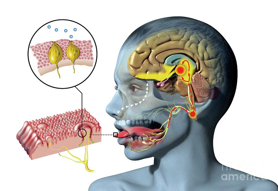 Taste And Smell Physiology Photograph By Jose Antonio Penas/science ...