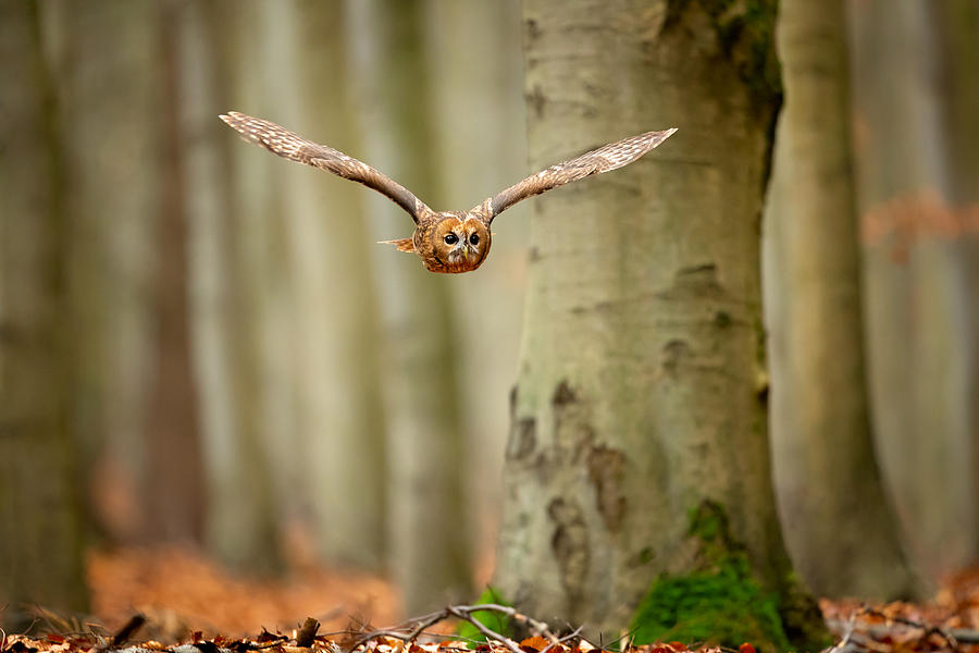 Owl Photograph - Tawny Owl #2 by Milan Zygmunt