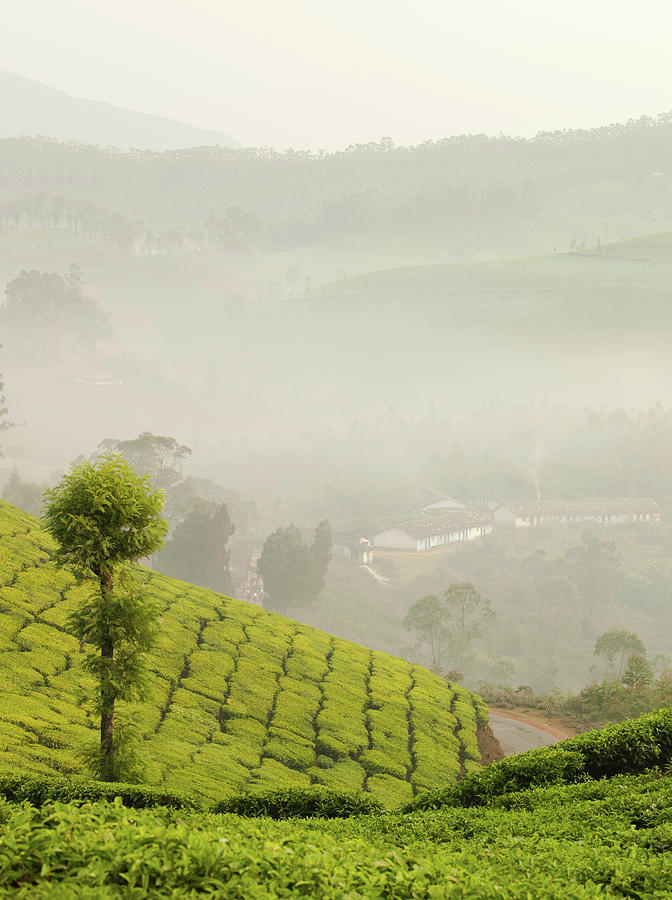 Tea Plantation, Munnar, Kerala, India Digital Art By Philip Lee Harvey