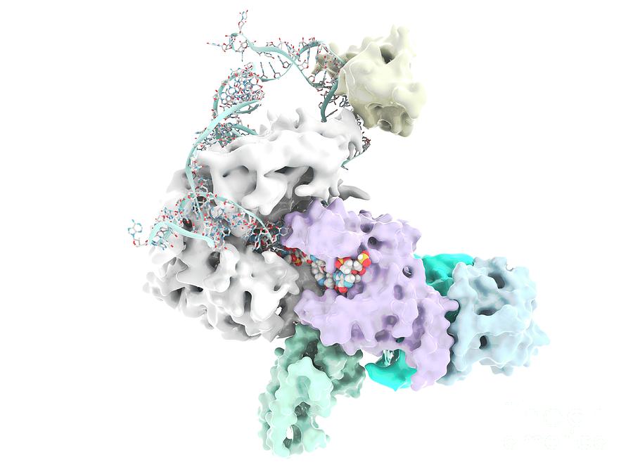 Dna Photograph - Telomerase Active Site Bound To Dna #2 by Ramon Andrade 3dciencia/science Photo Library