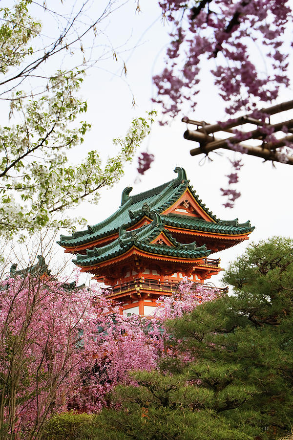 Temple With Cherry Blossom #2 Photograph by John W Banagan