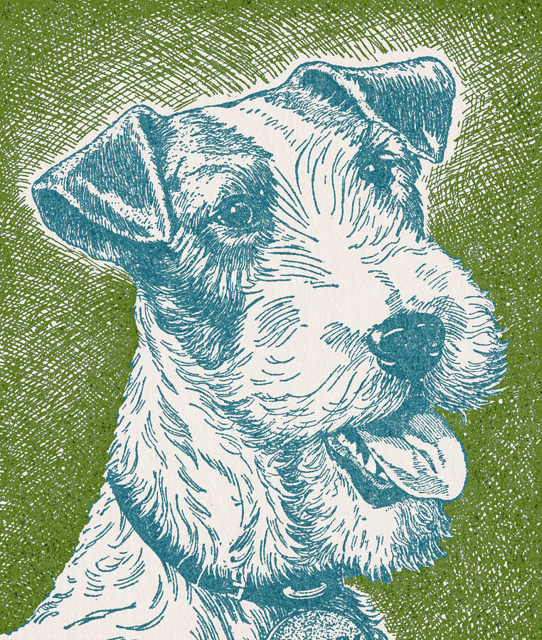 Vintage Drawing - Terrier Dog #2 by CSA Images
