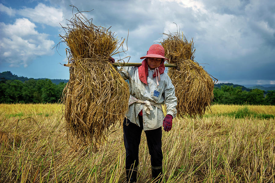 Thai Woman Harvesting Rice by Lee Craker Thai Woman Harvesting Rice by Lee Craker