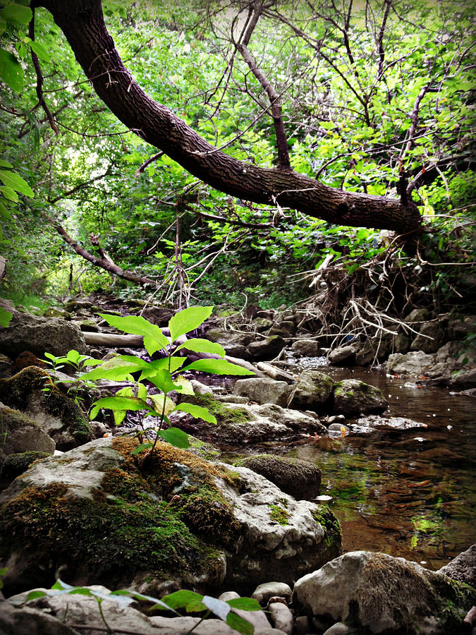 The Bluesy Bubbling Brook #2 Photograph by Cyryn Fyrcyd