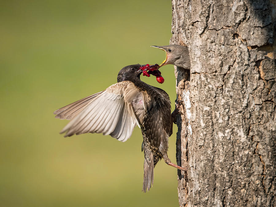 Bird Photograph - The Common Starling, Sturnus Vulgaris #2 by Petr Simon