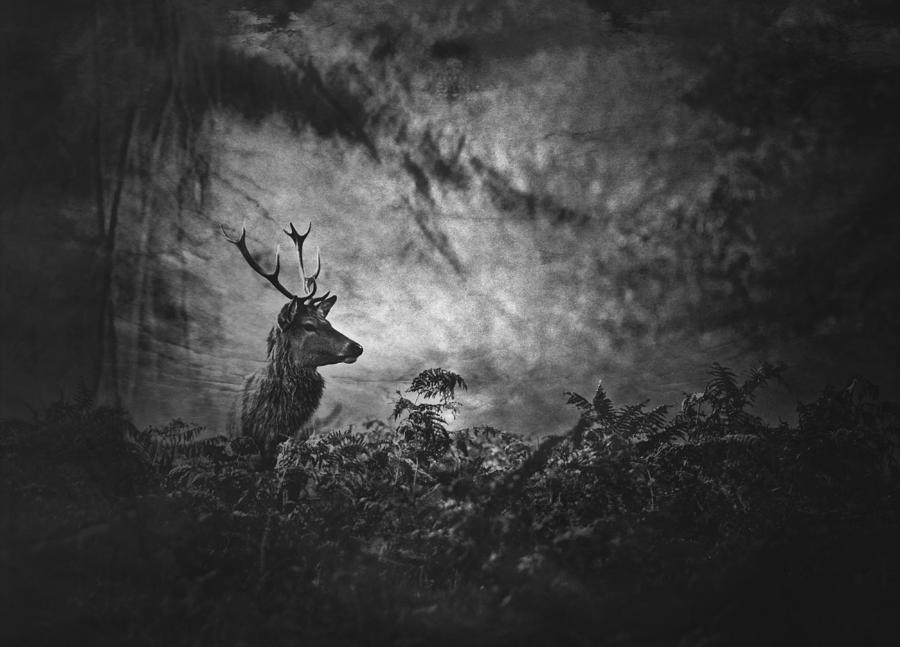 The Dark Side Of The Woods... #2 Photograph by Robert Fabrowski