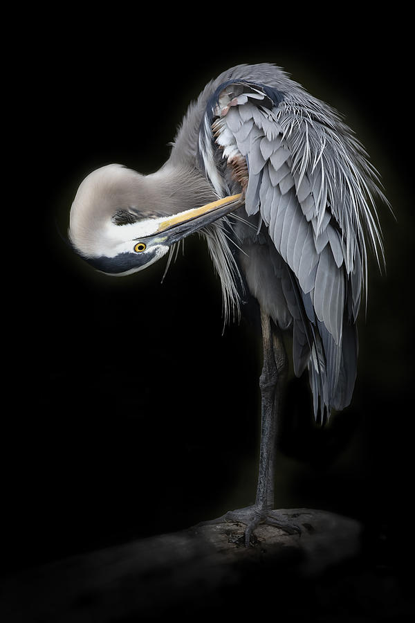 Wildlife Photograph - The Great Blue Heron #2 by Linda D Lester