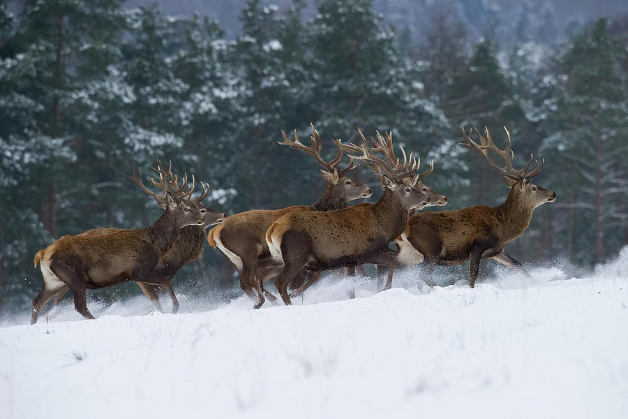 The Red Deer, Cervus Elaphus #2 Photograph by Petr Simon