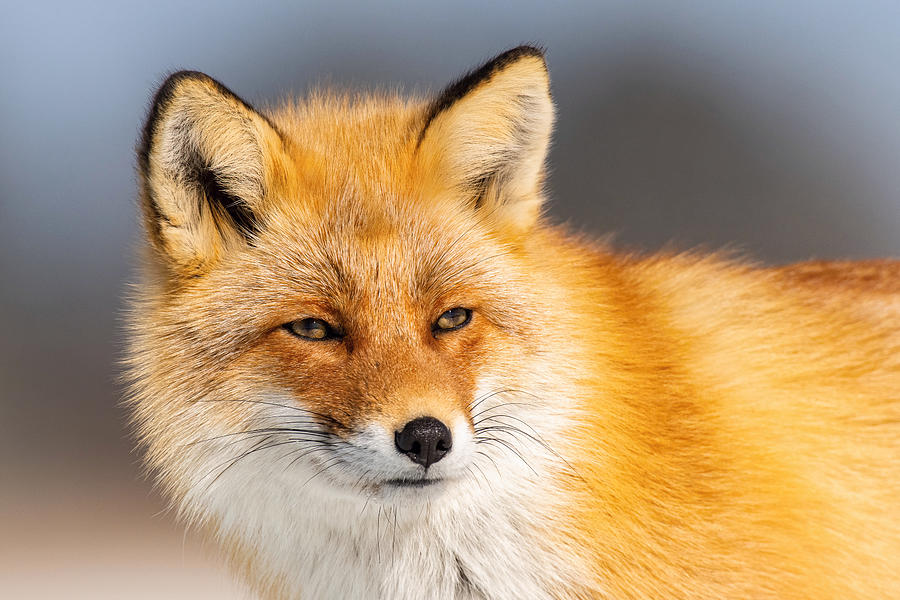 Fox Photograph - The Red Fox, Vulpes Vulpes #2 by Petr Simon