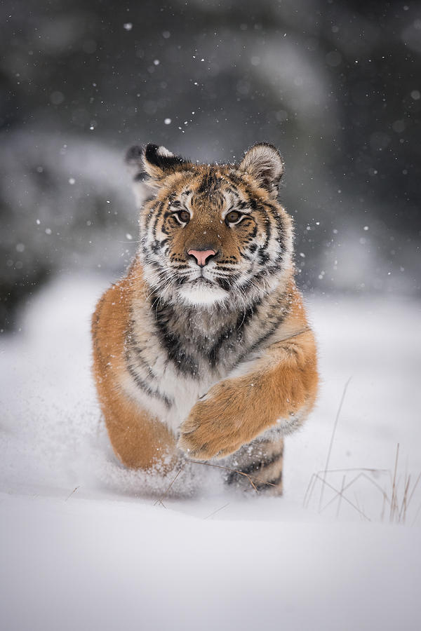 The Siberian Tiger, Panthera Tigris Tigris #2 Photograph by Petr Simon