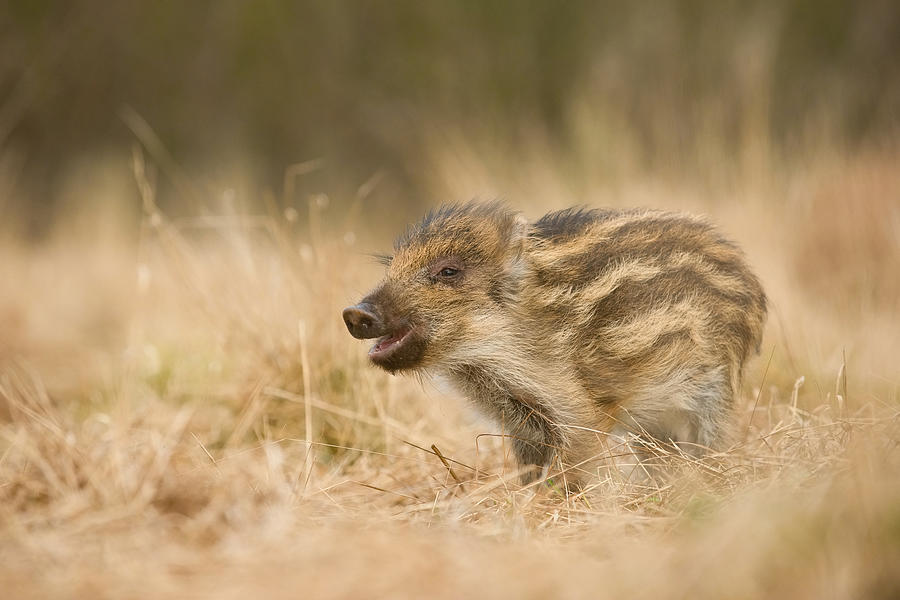 Animal Photograph - The Wild Boar Piglet, Sus Scrofa #2 by Petr Simon