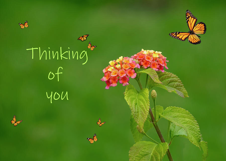 Thinking Of You Photograph by Cathy Kovarik Thinking Of You Photograph by Cathy Kovarik